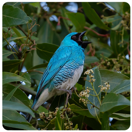 Tropical bird