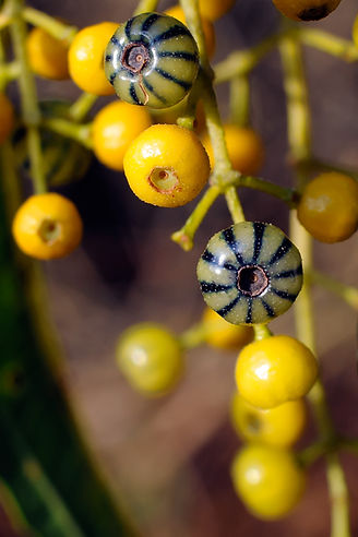 37788_fruto.jpg