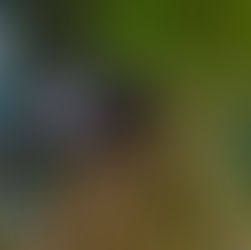 Habitat loss and fragmentation & restoration