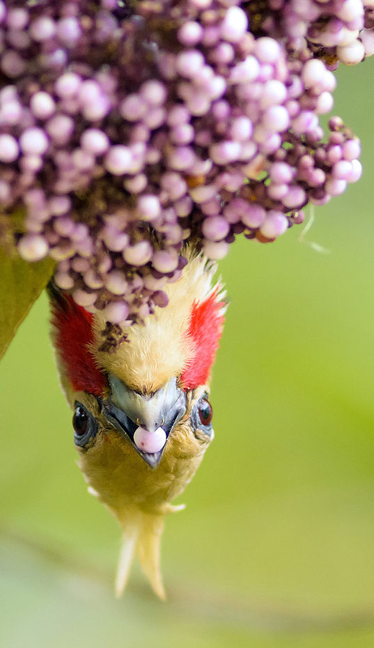Home_picapauPontaCabeca_crop1.jpg