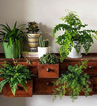 Plant-house-plants-in-a-dresser.jpeg