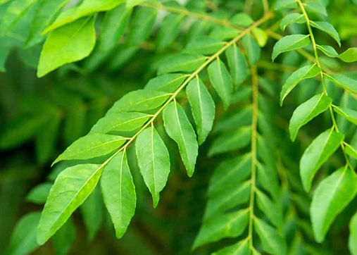 curry Leaf.jpg