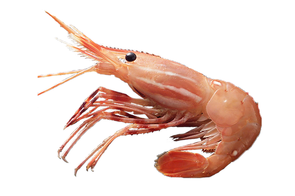 ぼたん海老.png