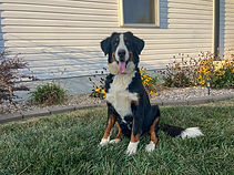 Nora - Goldenretrever-2.jpg