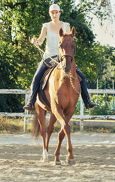 Bosal Hackamore altkalifornisch spanisch Portuguesa