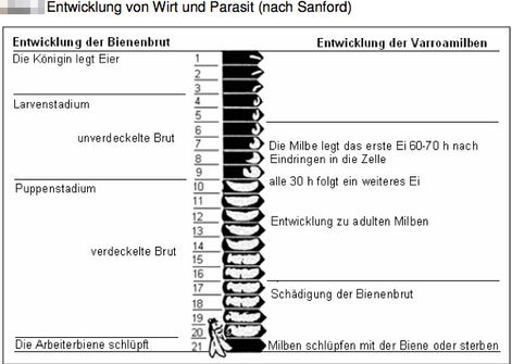 Entwicklung Varroa vs Entwicklung Biene