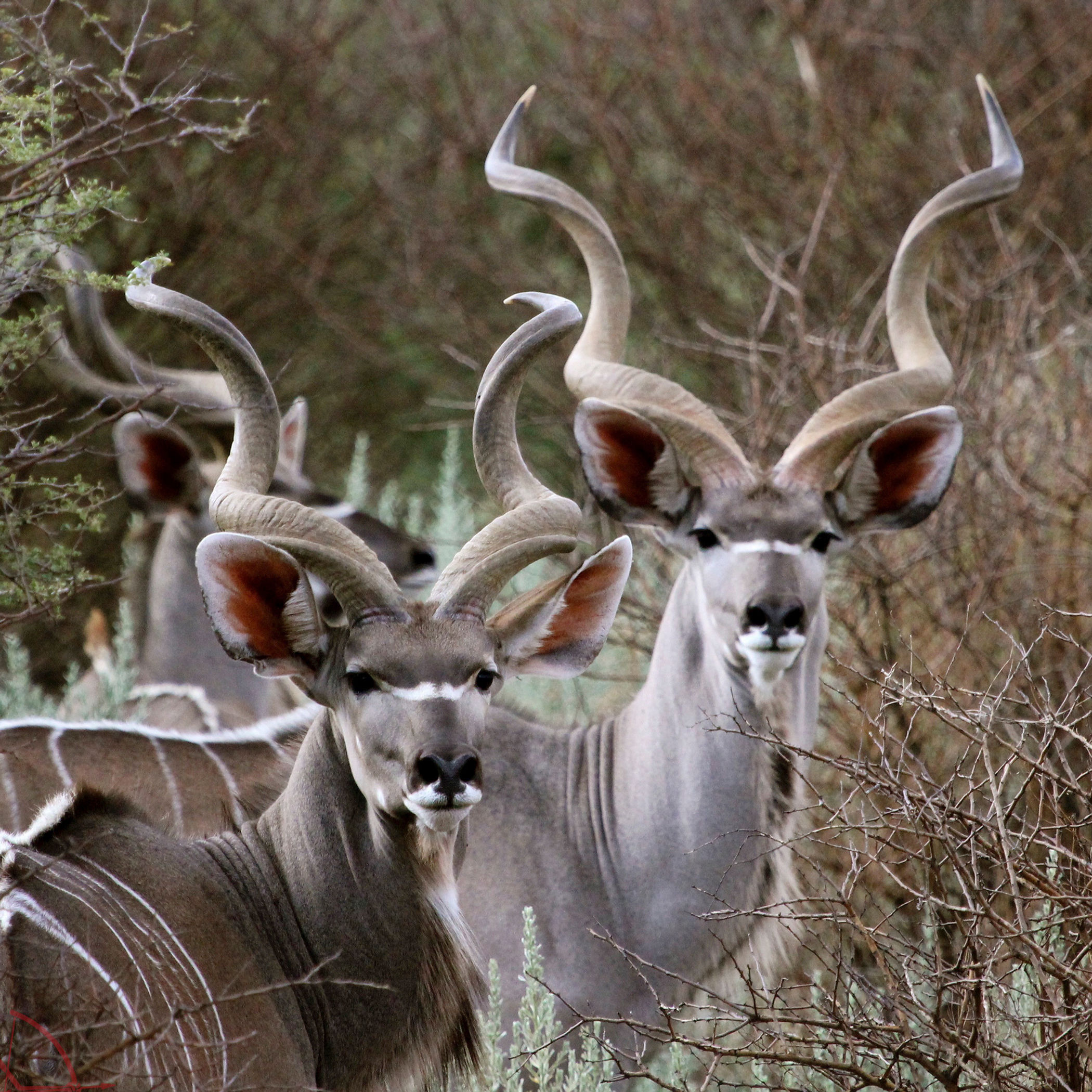 Fair chase Namibia plains game hunting