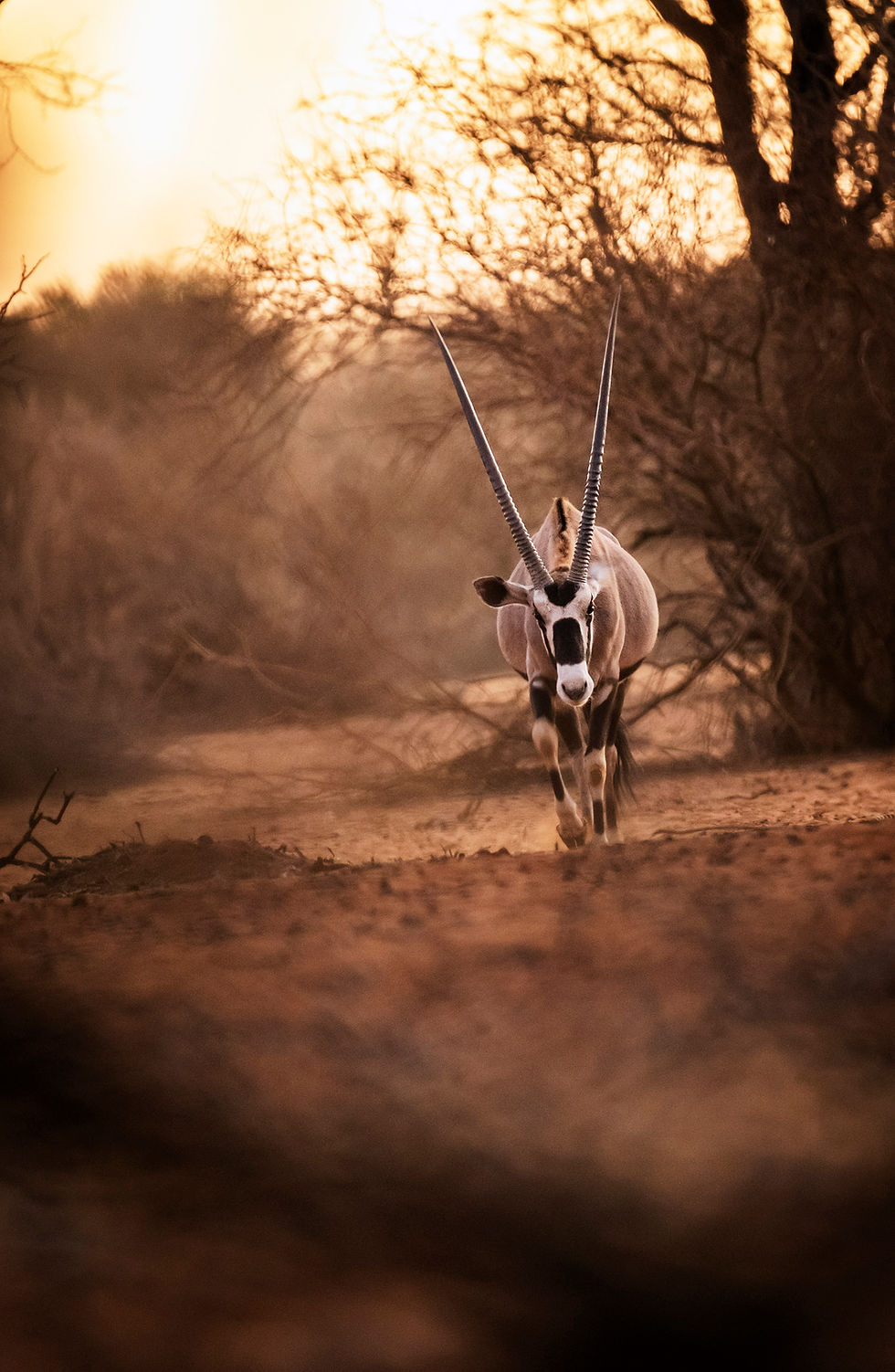 Thumbnail: Fair chase Namibia plains game hunting