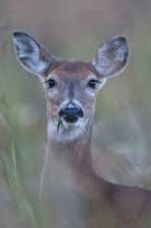 deer.jpg