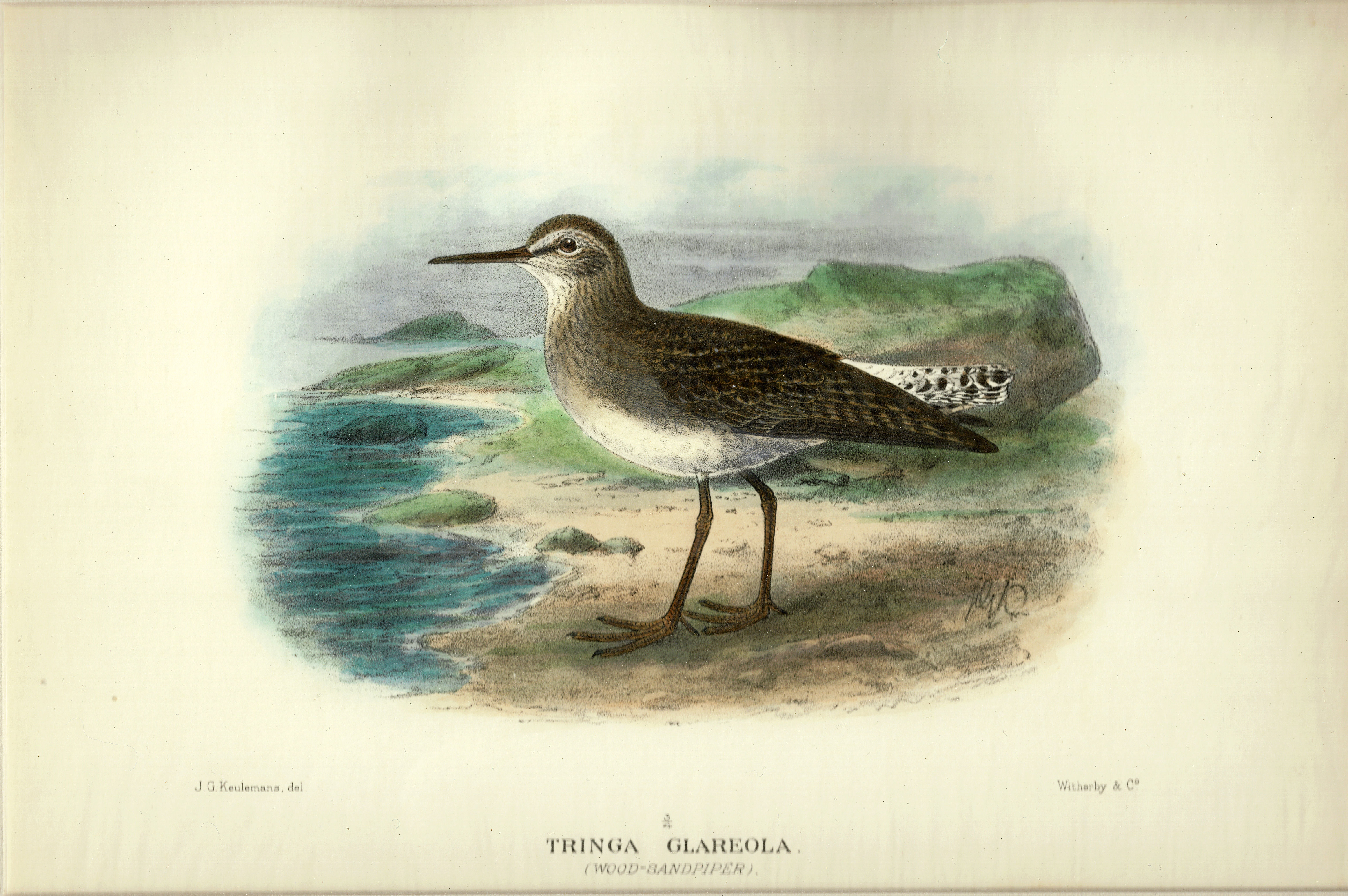 WOOD-SANDPIPER./TRINGA GLAREOLA. Gregory Mathews. 1910-1927.