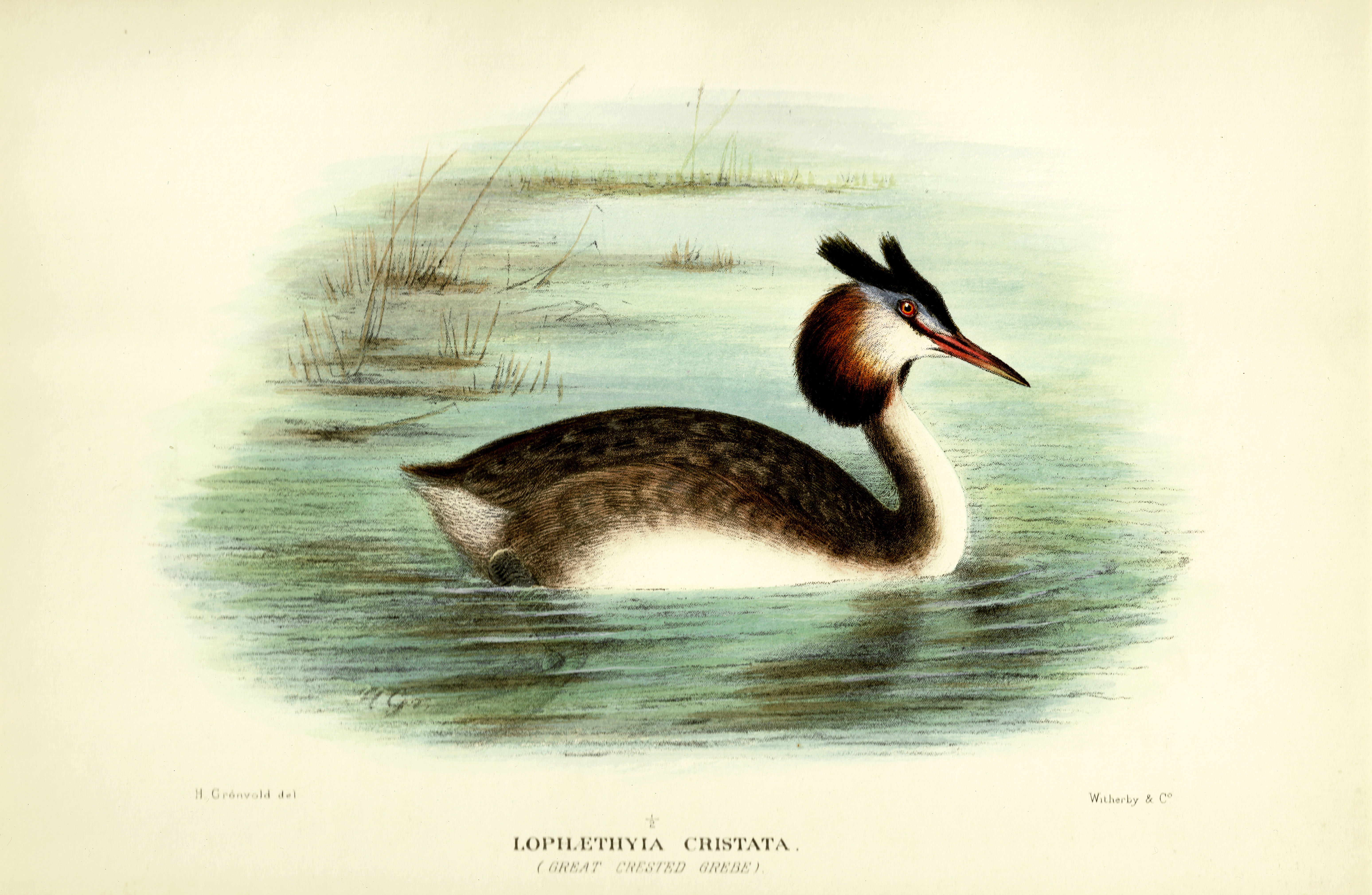 GREAT CRESTED GREBE / LOPHAETHYIA CRISTATA. Gregory Mathews 1910-1927.