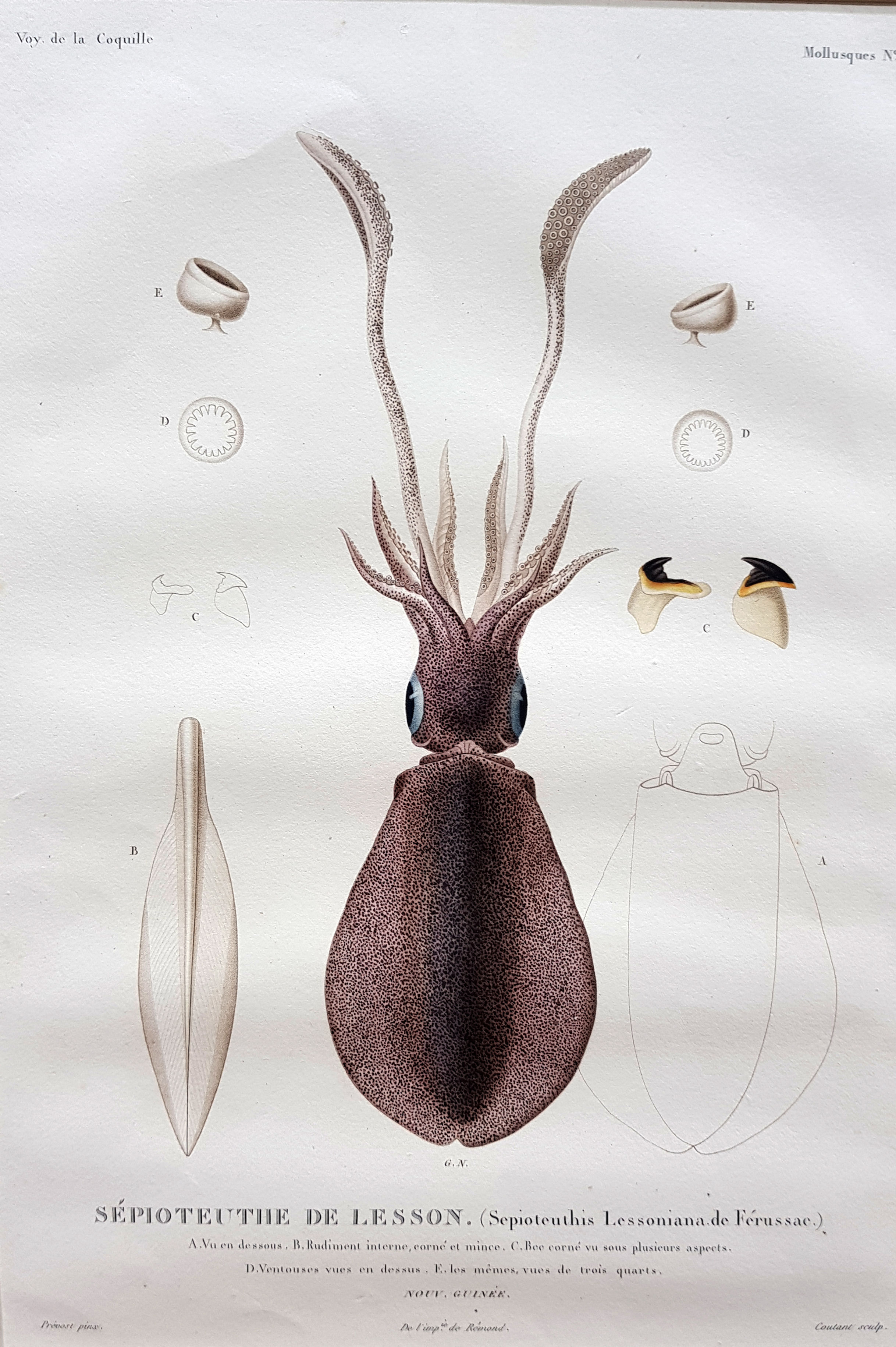 CUTTLEFISH. SEPIOTEUTHE DE LESSON. [Voyage de la Coquille]
