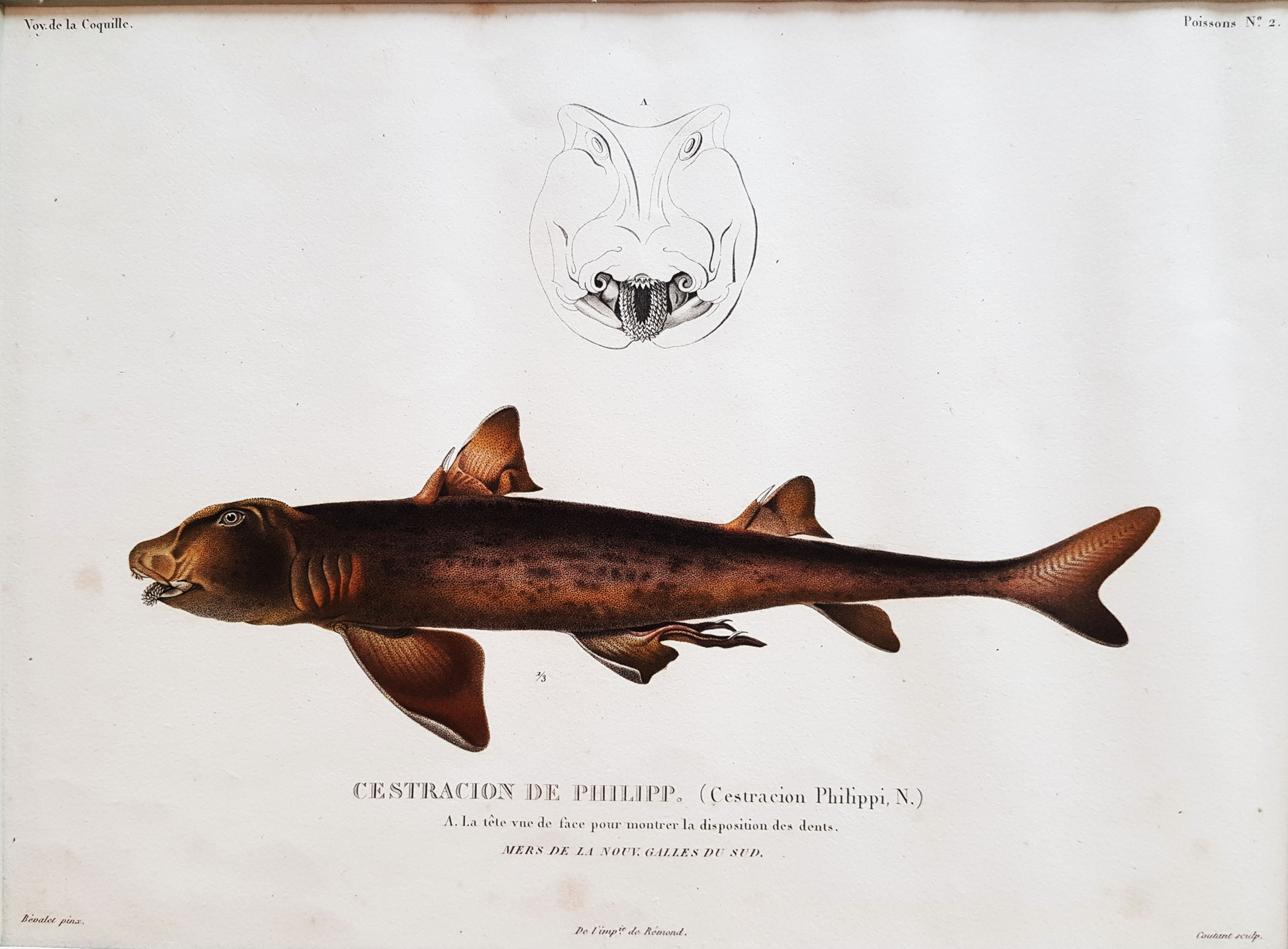 CESTRACION DE PHILIPP. [Heterodontus portjacksoni. Port Jackson Shark.] c.1830.