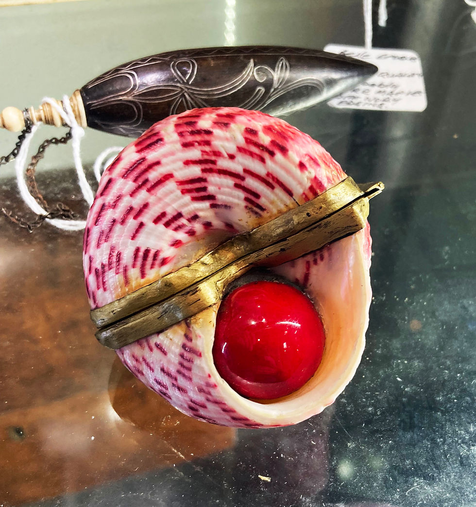 Thumbnail: DELPHINULA SHELL BOX