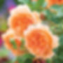 6416_X_1_1296x.jpg