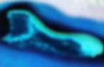 S__2760745_edited.jpg