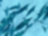 S__2760743_edited.jpg