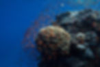 _DSC9314.jpeg