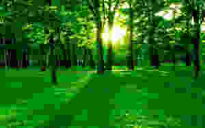 Green forest with trees