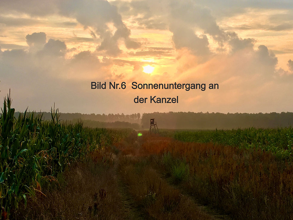Miniaturbild: Wildtierspende 75 € + Bild