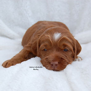 Blue 3 weeks.jpg