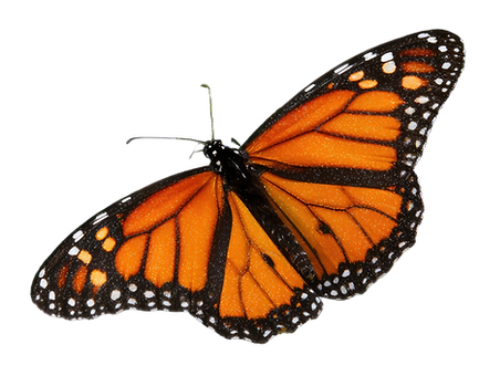 butterfly orange_edited.png
