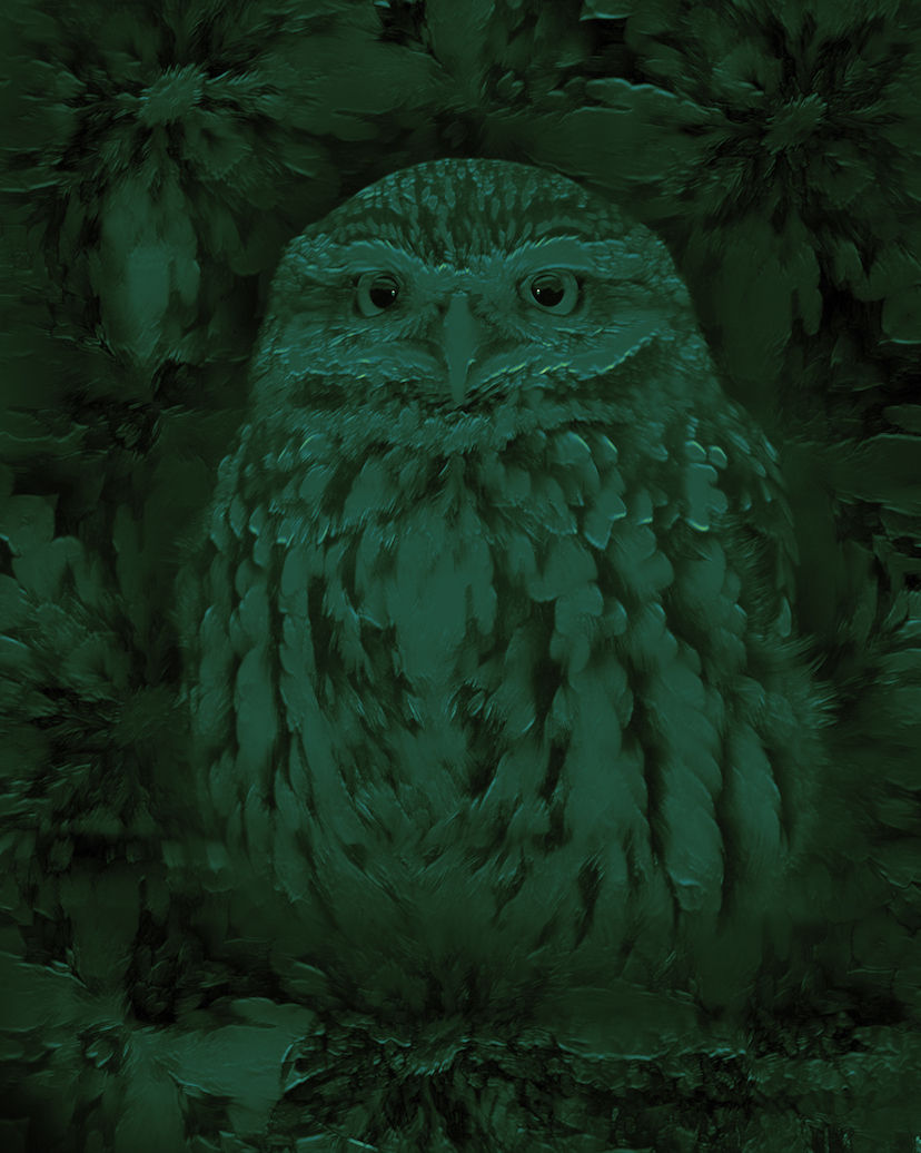 Nighttime Little Owl