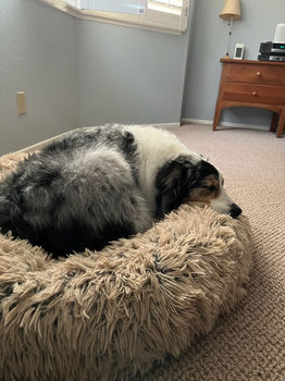 Maverick during his Reiki session 2021.jpg