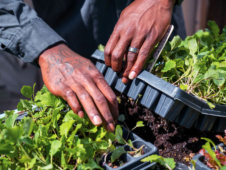 Gardening 101: Getting Back to the Basics