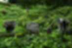 watanabeshigenobu01