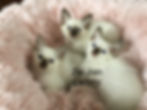 94AD0B71-A962-4690-9309-9862D088F631.jpeg