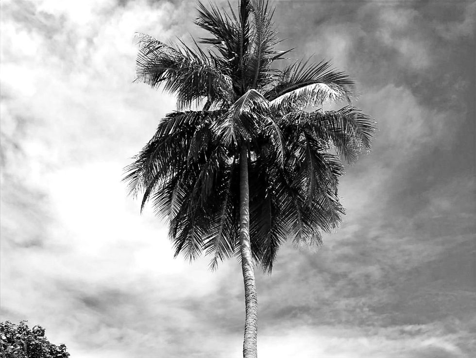 A lone coconut tree reaches towards the sky, its fronds swaying gently against a backdrop of scattered clouds.