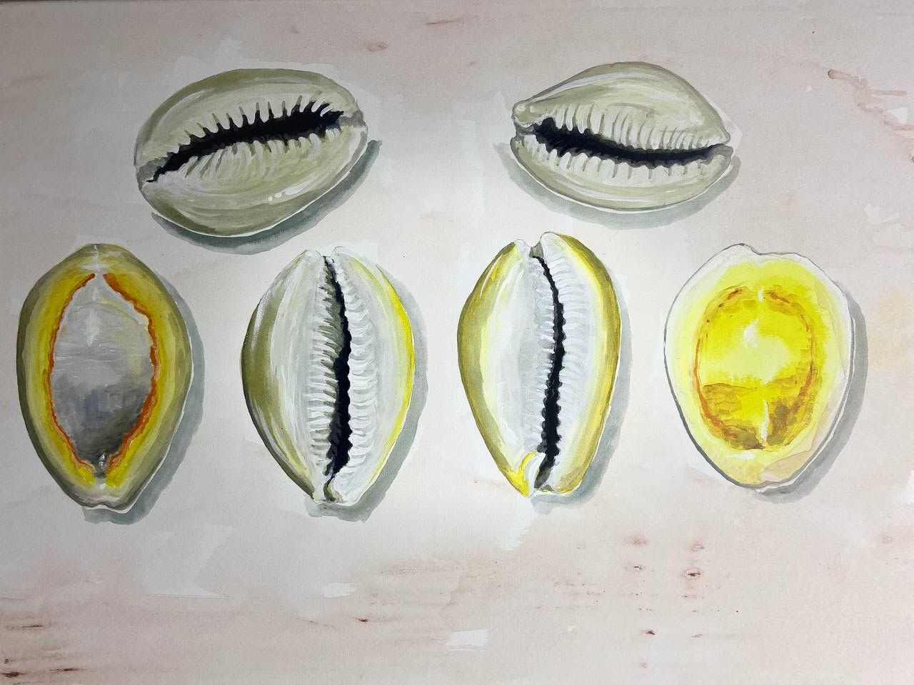 Cowrie shells