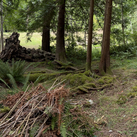 3 Ways to Make Your Garden More Wildfire Resilient 