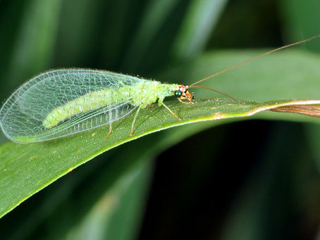 Green Lacewing