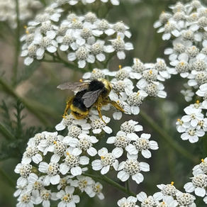 Yarrow