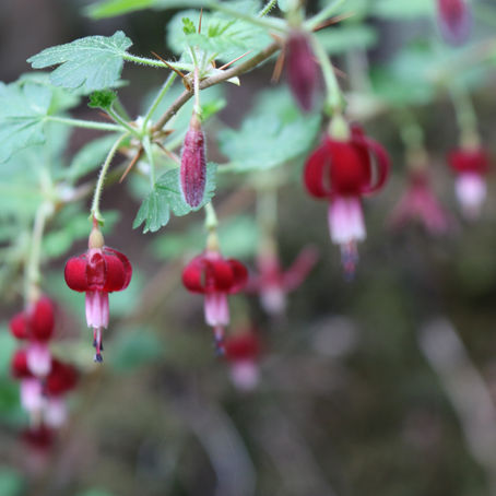 Ribes lobbii