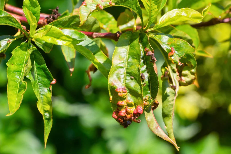 Peach Leaf Curl  