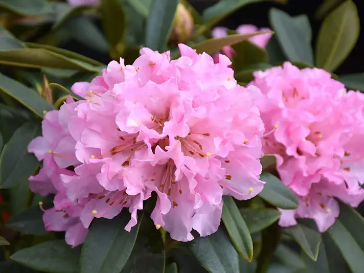 Rhododendron