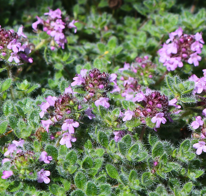 Creeping Thyme