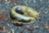Banana Slug