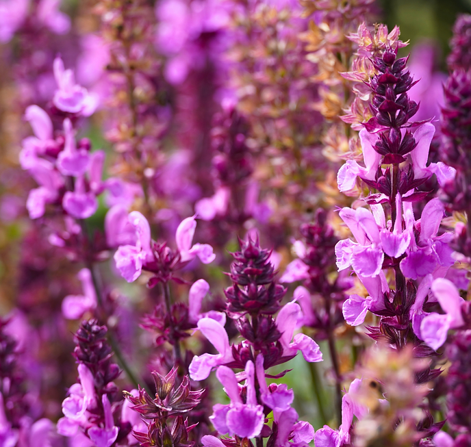 Salvia