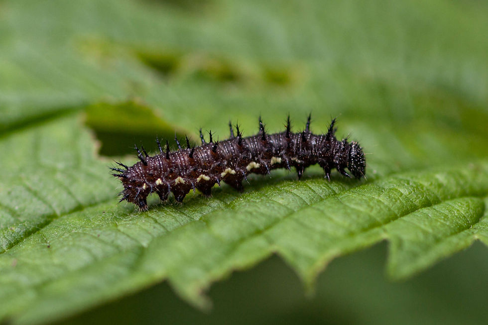 Red Admiral Caterpillar