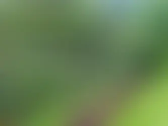 Best Fruit Trees for Small Yards