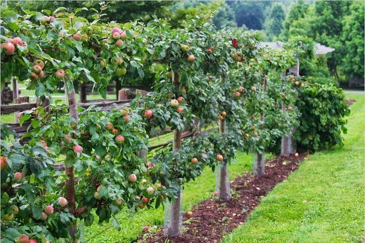 Best Fruit Trees for Small Yards