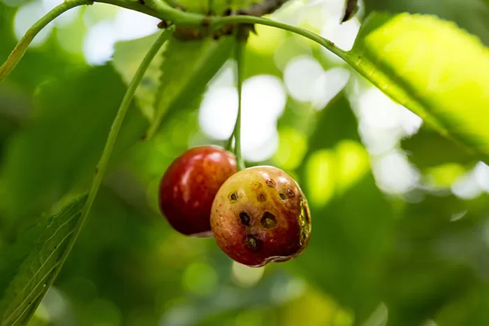 Shot Hole Damage on Cherry 