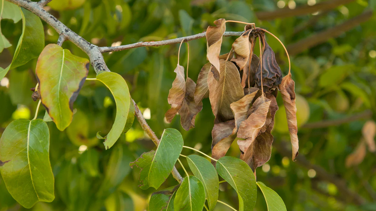 Fire Blight on Pear 