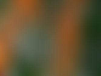 Unique edible fruits