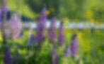 Wild Lupine