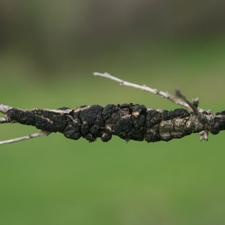 Black Knot